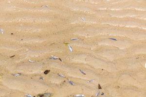 Tote Fische am Strand, Ramena Bucht, Diego Suarez, Antsiranana, Madagaskar, Afrika Tote Fische am Strand, Ramena Bucht, Diego Suarez, Antsiranana, Madagaskar, Afrika